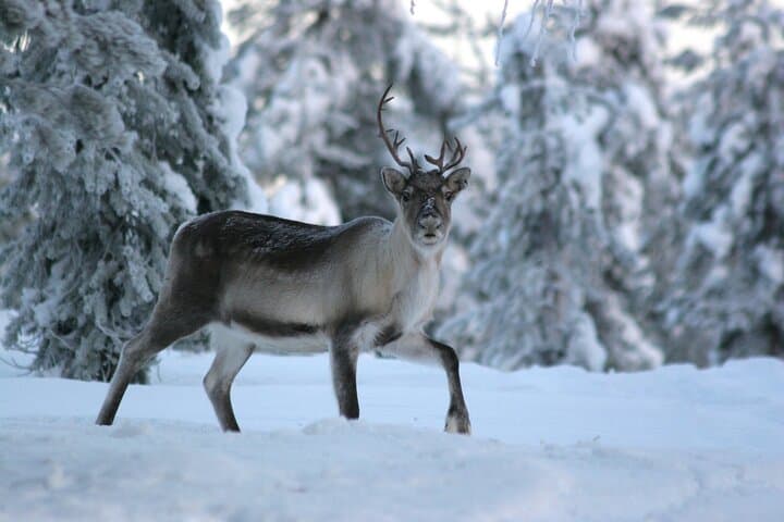Arctic Reindeer Sled Safari