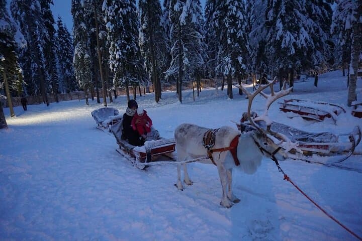 3km Reindeer safari and Traditional Lunch in the Farm