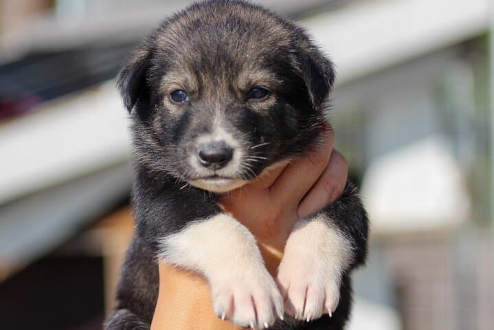 Summer 2024 puppy being very cute