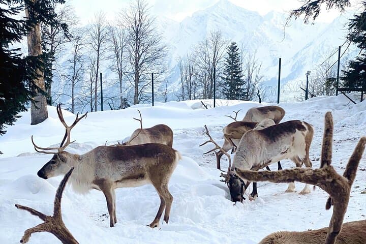 3km Reindeer safari and Traditional Lunch in the Farm