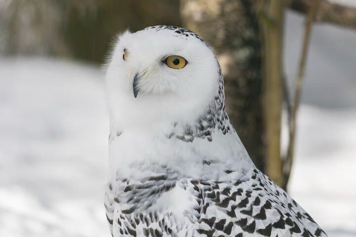 From Rovaniemi: Family Friendly Visit to Ranua Wildlife Park