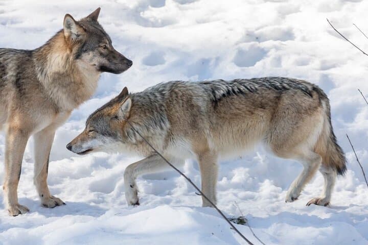 From Rovaniemi: Family Friendly Visit to Ranua Wildlife Park