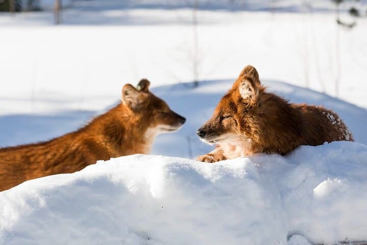 From Rovaniemi: Family Friendly Visit to Ranua Wildlife Park