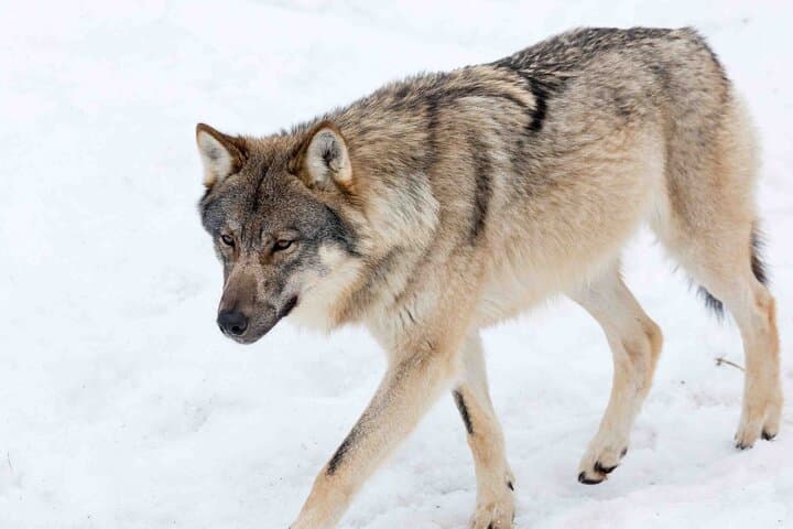 Rovaniemi Insider: Guided Tour in Ranua Zoo