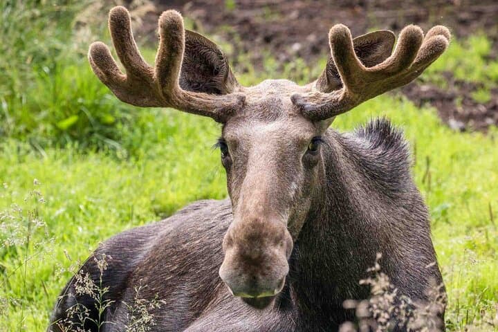Rovaniemi Insider: Guided Tour in Ranua Zoo