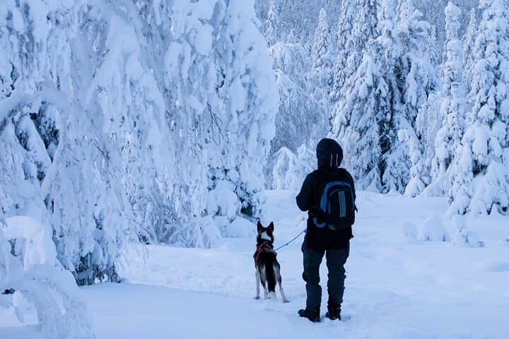 Lapland Wilderness Adventure – Explore Wild Arctic Trails