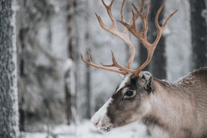 Lapland Wilderness Adventure – Explore Wild Arctic Trails