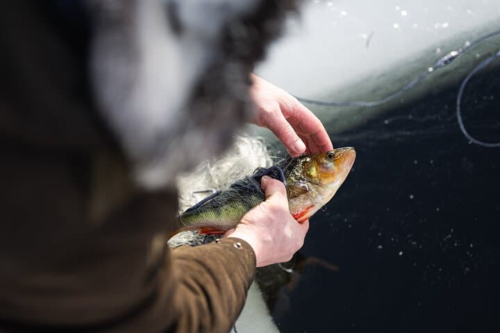 Ivalo: Reindeer herd and fishing experience