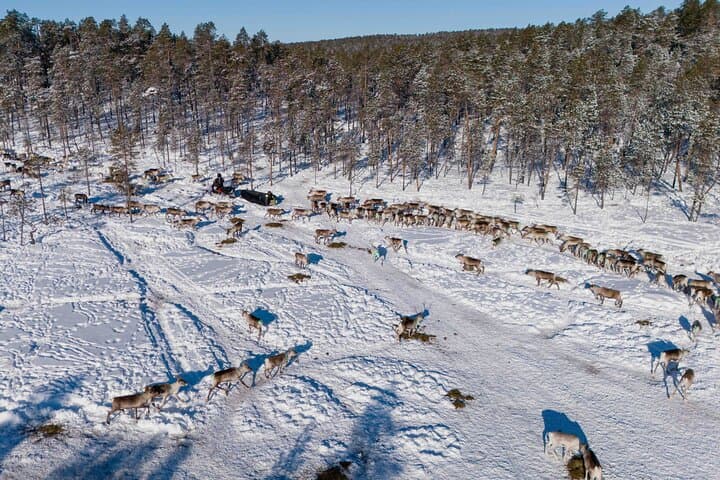 Ivalo: Reindeer herd and fishing experience