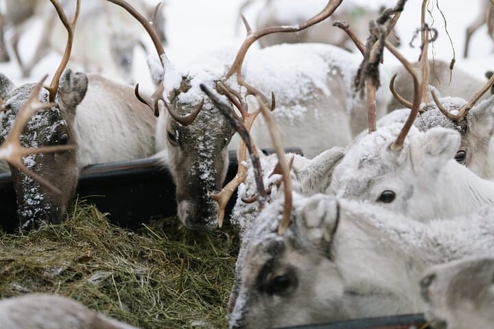 Ivalo: Reindeer herd and fishing experience