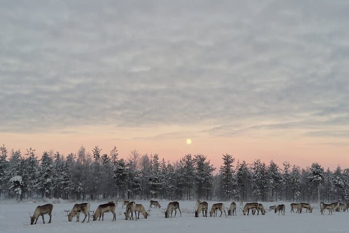 Meet the reindeer herd, local culture and forest walk along