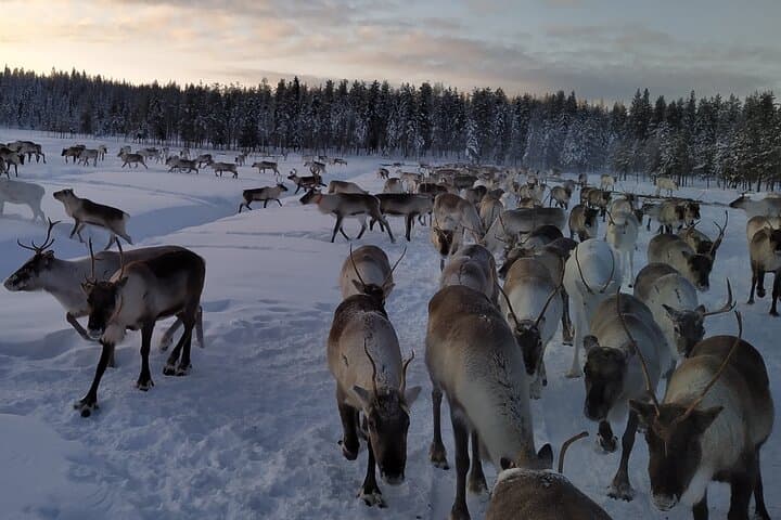 Meet the reindeer herd, local culture and forest walk along