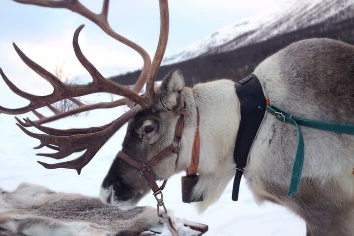Arctic Reindeer Sled Safari