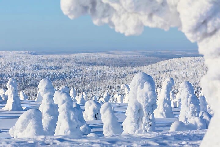 Rovaniemi: Riisitunturi ‘Tykky’ Trees Wilderness Hike & BBQ