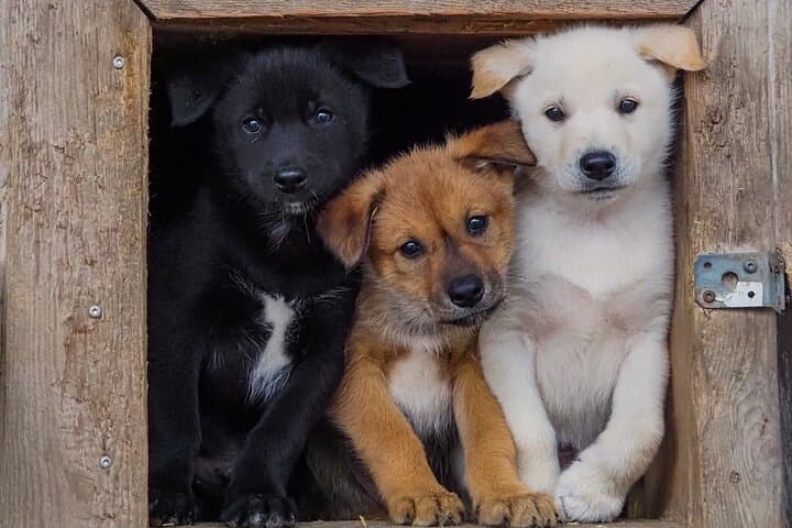 Spring 2025 puppies