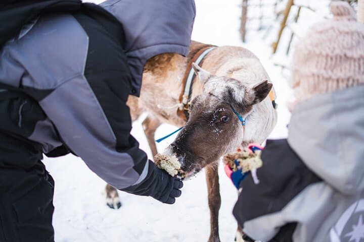 Half-Day Experience in Local reindeer farm in Lapland
