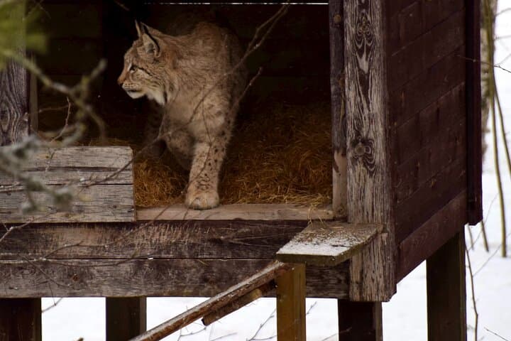 Ranua Zoo Experience with Flexible Package Options