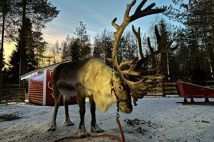 Meet Santa, Reindeer & Ranua Zoo – with Lunch & optional Husky