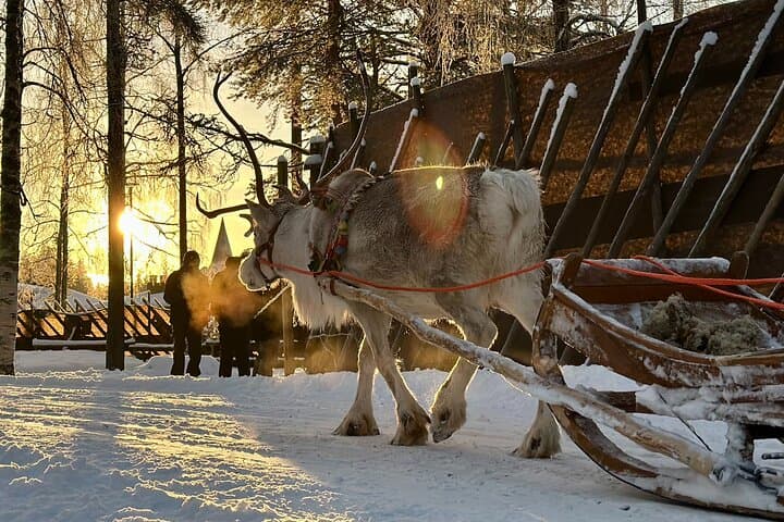 Meet Santa, Reindeer & Ranua Zoo – with Lunch & optional Husky