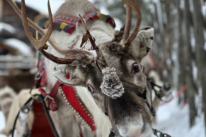 Meet Santa, Reindeer & Ranua Zoo – with Lunch & optional Husky