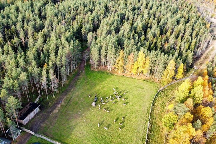 One of the most traditional reindeer farms in Lapland