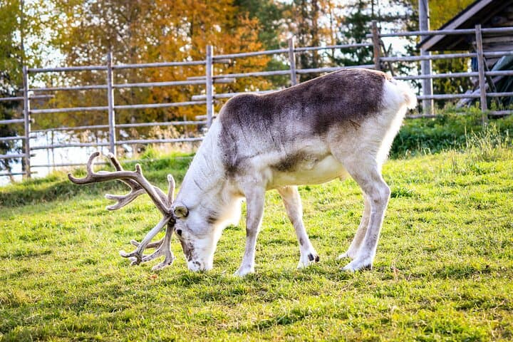 Reindeer Farm Visit