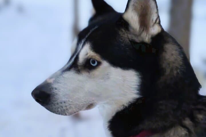 Husky Sledding Ride in Levi 5 KM