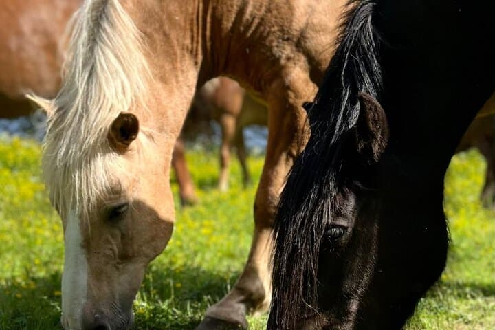 Horseback Ride in Finnish Forest from Rovaniemi
