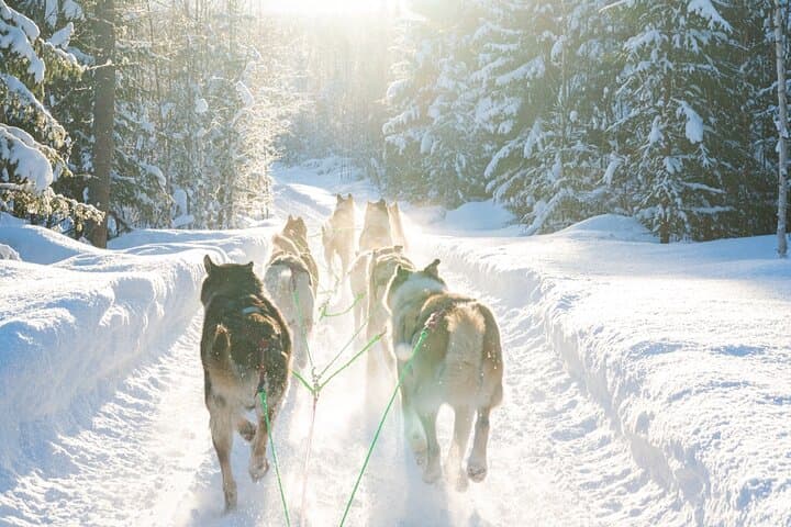 Local Husky Experience with Sled Ride and Photographer