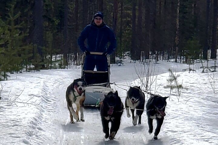 Husky Winter