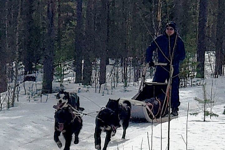 Husky Winter