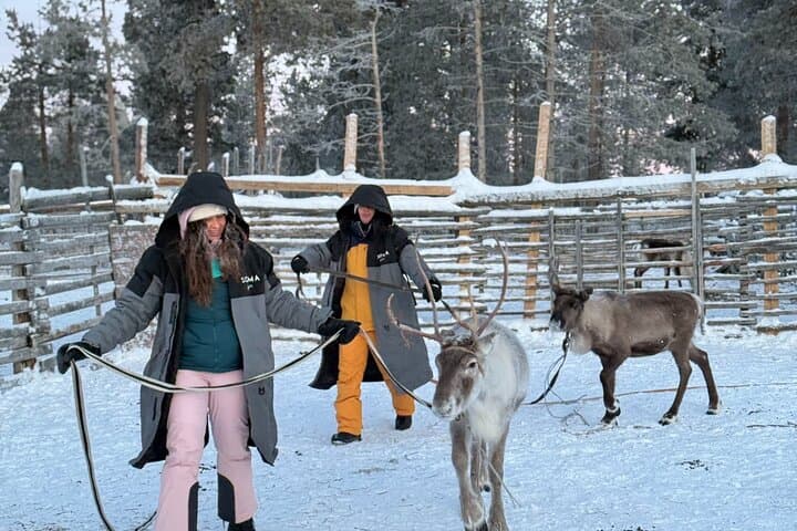 Arctic Reindeer Farm Experience with Snowshoeing in the Wild