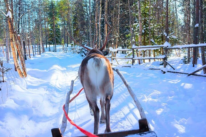 Rovaniemi: Husky & Reindeer Ride with Transfers