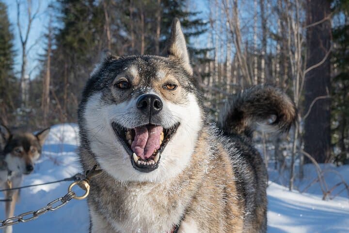These dogs just love what they do!