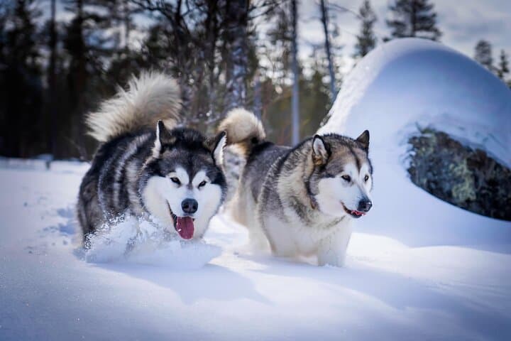 Rovaniemi: Drive Your Own Husky Team (5–8 km) & BBQ