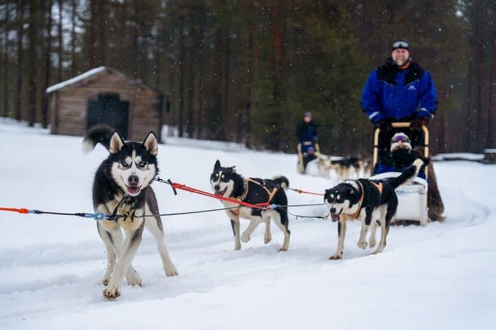 Rovaniemi: Drive Your Own Husky Team (5–8 km) & BBQ