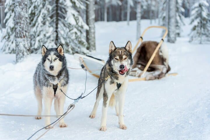 Rovaniemi: Drive Your Own Husky Team (5–8 km) & BBQ