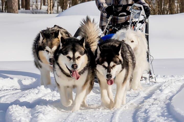 Rovaniemi: Drive Your Own Husky Team (5–8 km) & BBQ