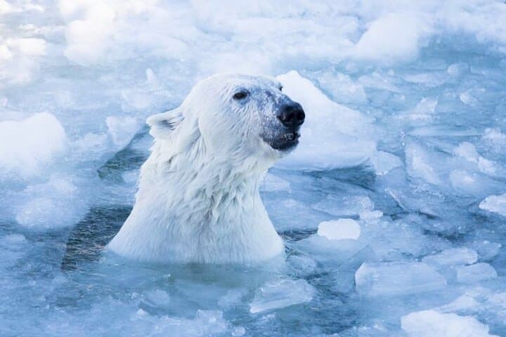 Arctic Polar Bear in Finland