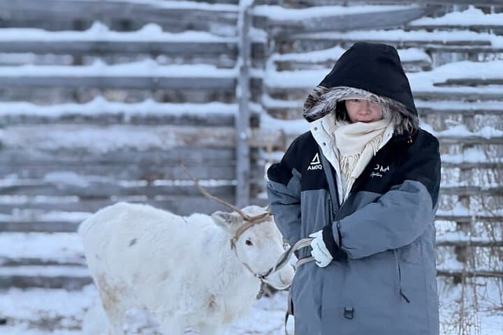Arctic Reindeer Farm Experience with Snowshoeing in the Wild