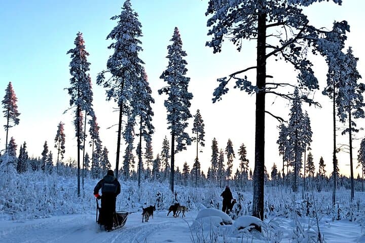 Husky Winter