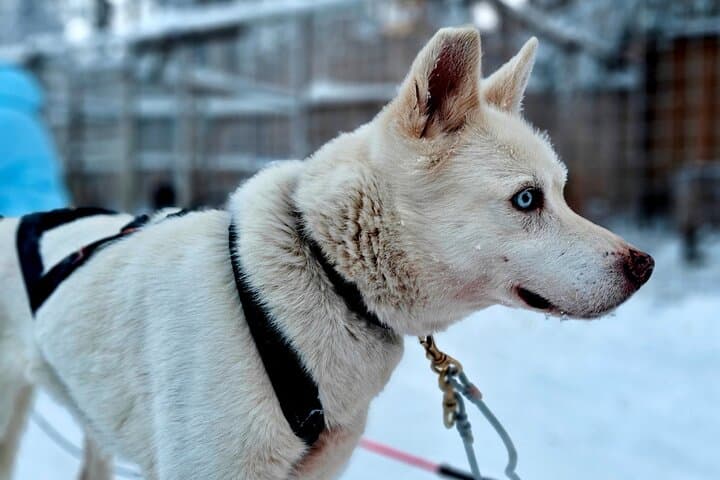 Husky Winter
