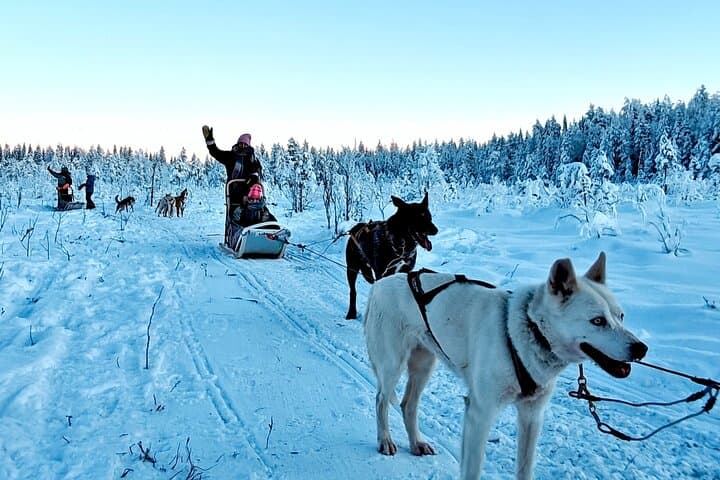 Husky Winter