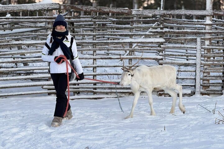 Arctic Reindeer Farm Experience with Snowshoeing in the Wild
