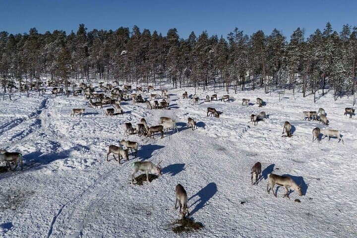 A Day with Reindeer Herders