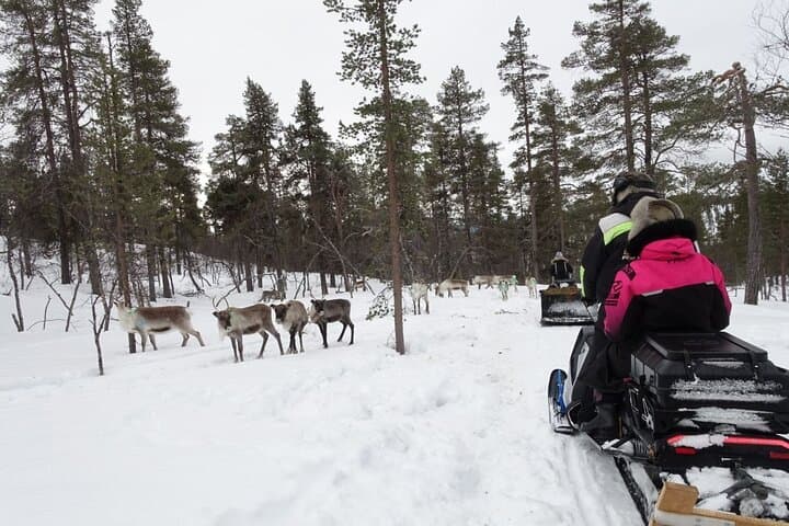 A Day with Reindeer Herders