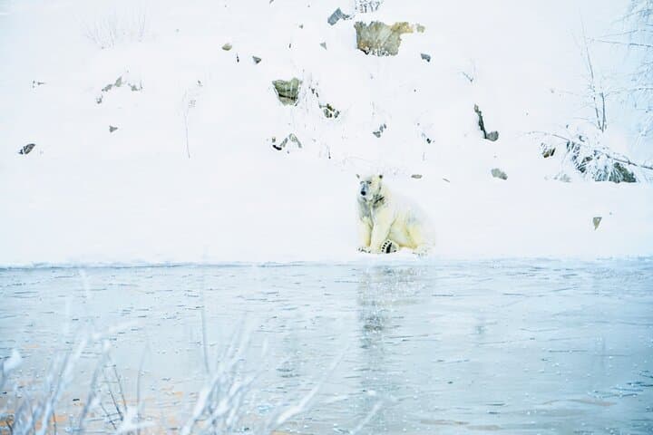 Rovaniemi: Ranua Arctic Wildlife Zoo Park Tour & Hot BBQ lunch