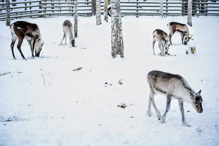 Rovaniemi: Ranua Arctic Wildlife Zoo Park Tour & Hot BBQ lunch