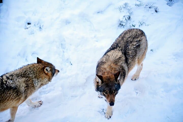 Rovaniemi: Ranua Arctic Wildlife Zoo Park Tour & Hot BBQ lunch