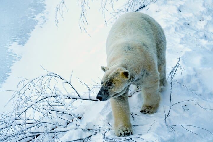 Rovaniemi: Ranua Arctic Wildlife Zoo Park Tour & Hot BBQ lunch